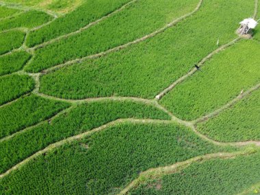 Semarang, Central Java köyündeki tarımsal pirinç tarlalarının panoraması. Teraslı pirinç tarlaları gibi. Bali Endonezya.