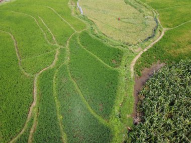 Semarang, Central Java köyündeki tarımsal pirinç tarlalarının panoraması. Teraslı pirinç tarlaları gibi. Bali Endonezya.