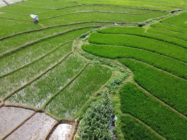 Semarang, Central Java köyündeki tarımsal pirinç tarlalarının panoraması. Teraslı pirinç tarlaları gibi. Bali Endonezya.