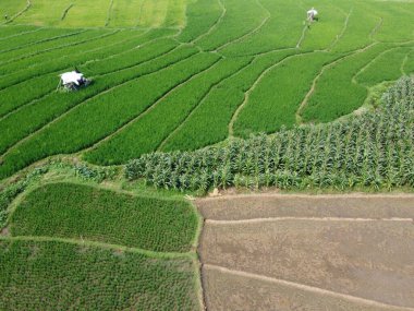 Semarang, Central Java köyündeki tarımsal pirinç tarlalarının panoraması. Teraslı pirinç tarlaları gibi. Bali Endonezya.