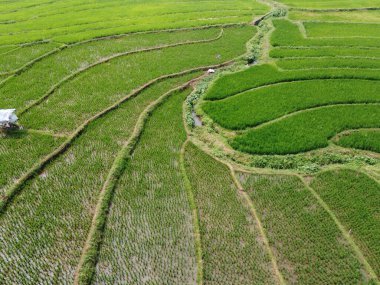 Semarang, Central Java köyündeki tarımsal pirinç tarlalarının panoraması. Teraslı pirinç tarlaları gibi. Bali Endonezya.