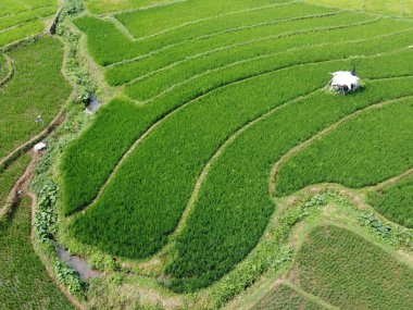 Semarang, Central Java köyündeki tarımsal pirinç tarlalarının panoraması. Teraslı pirinç tarlaları gibi. Bali Endonezya.