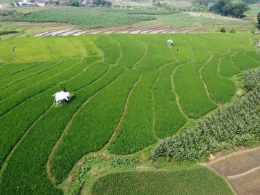 Semarang, Central Java köyündeki tarımsal pirinç tarlalarının panoraması. Teraslı pirinç tarlaları gibi. Bali Endonezya.