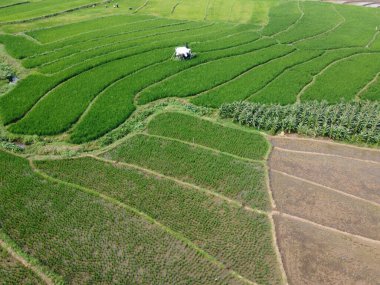 Semarang, Central Java köyündeki tarımsal pirinç tarlalarının panoraması. Teraslı pirinç tarlaları gibi. Bali Endonezya.