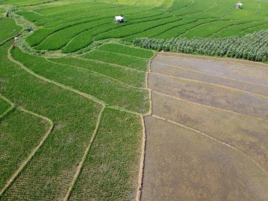 Semarang, Central Java köyündeki tarımsal pirinç tarlalarının panoraması. Teraslı pirinç tarlaları gibi. Bali Endonezya.