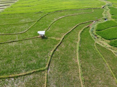Semarang, Central Java köyündeki tarımsal pirinç tarlalarının panoraması. Teraslı pirinç tarlaları gibi. Bali Endonezya.