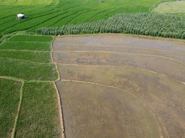 Semarang, Central Java köyündeki tarımsal pirinç tarlalarının panoraması. Teraslı pirinç tarlaları gibi. Bali Endonezya.