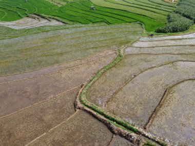 Semarang, Central Java köyündeki tarımsal pirinç tarlalarının panoraması. Teraslı pirinç tarlaları gibi. Bali Endonezya.