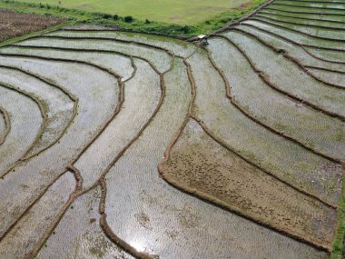 Semarang, Central Java köyündeki tarımsal pirinç tarlalarının panoraması. Teraslı pirinç tarlaları gibi. Bali Endonezya.