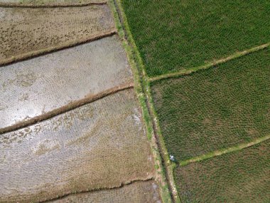 Semarang, Central Java köyündeki tarımsal pirinç tarlalarının panoraması. Teraslı pirinç tarlaları gibi. Bali Endonezya.