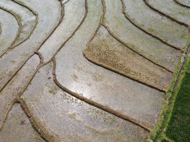 Semarang, Central Java köyündeki tarımsal pirinç tarlalarının panoraması. Teraslı pirinç tarlaları gibi. Bali Endonezya.