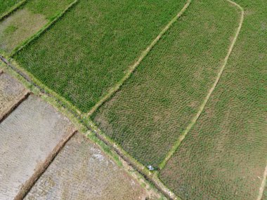 Semarang, Central Java köyündeki tarımsal pirinç tarlalarının panoraması. Teraslı pirinç tarlaları gibi. Bali Endonezya.