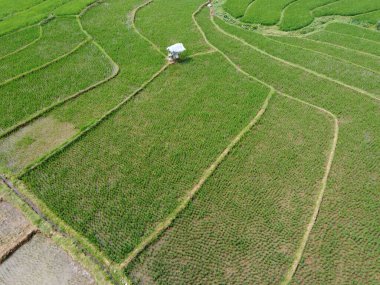 Semarang, Central Java köyündeki tarımsal pirinç tarlalarının panoraması. Teraslı pirinç tarlaları gibi. Bali Endonezya.