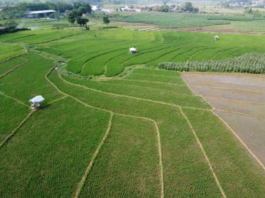 Semarang, Central Java köyündeki tarımsal pirinç tarlalarının panoraması. Teraslı pirinç tarlaları gibi. Bali Endonezya.