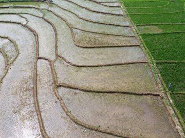 Semarang, Central Java köyündeki tarımsal pirinç tarlalarının panoraması. Teraslı pirinç tarlaları gibi. Bali Endonezya.