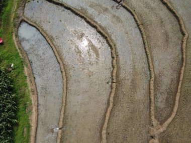 Semarang, Central Java köyündeki tarımsal pirinç tarlalarının panoraması. Teraslı pirinç tarlaları gibi. Bali Endonezya.
