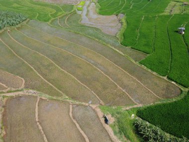 Semarang, Central Java köyündeki tarımsal pirinç tarlalarının panoraması. Teraslı pirinç tarlaları gibi. Bali Endonezya.