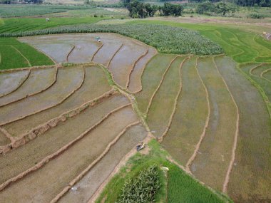 Semarang, Central Java köyündeki tarımsal pirinç tarlalarının panoraması. Teraslı pirinç tarlaları gibi. Bali Endonezya.