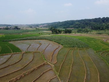Semarang, Central Java köyündeki tarımsal pirinç tarlalarının panoraması. Teraslı pirinç tarlaları gibi. Bali Endonezya.