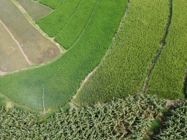 Semarang, Central Java köyündeki tarımsal pirinç tarlalarının panoraması. Teraslı pirinç tarlaları gibi. Bali Endonezya.