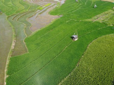 Semarang, Central Java köyündeki tarımsal pirinç tarlalarının panoraması. Teraslı pirinç tarlaları gibi. Bali Endonezya.