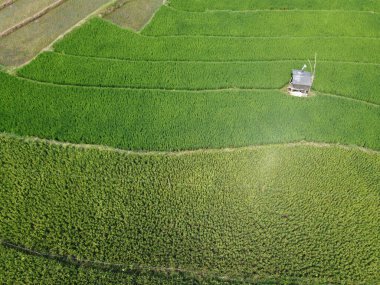 Semarang, Central Java köyündeki tarımsal pirinç tarlalarının panoraması. Teraslı pirinç tarlaları gibi. Bali Endonezya.
