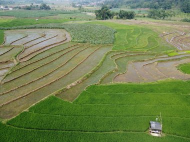 Semarang, Central Java köyündeki tarımsal pirinç tarlalarının panoraması. Teraslı pirinç tarlaları gibi. Bali Endonezya.