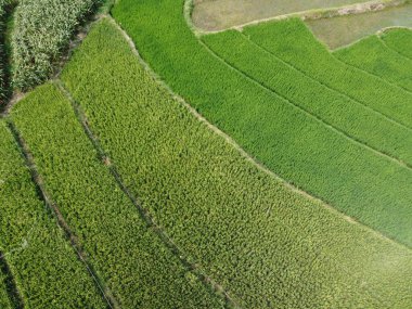 Semarang, Central Java köyündeki tarımsal pirinç tarlalarının panoraması. Teraslı pirinç tarlaları gibi. Bali Endonezya.