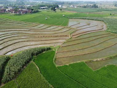 Semarang, Central Java köyündeki tarımsal pirinç tarlalarının panoraması. Teraslı pirinç tarlaları gibi. Bali Endonezya.