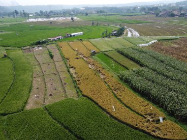 Semarang, Central Java köyündeki tarımsal pirinç tarlalarının panoraması. Teraslı pirinç tarlaları gibi. Bali Endonezya.
