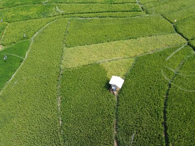 Semarang, Central Java köyündeki tarımsal pirinç tarlalarının panoraması. Teraslı pirinç tarlaları gibi. Bali Endonezya.