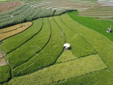 Semarang, Central Java köyündeki tarımsal pirinç tarlalarının panoraması. Teraslı pirinç tarlaları gibi. Bali Endonezya.
