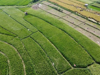 Semarang, Central Java köyündeki tarımsal pirinç tarlalarının panoraması. Teraslı pirinç tarlaları gibi. Bali Endonezya.