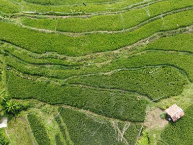 Semarang, Central Java köyündeki tarımsal pirinç tarlalarının panoraması. Teraslı pirinç tarlaları gibi. Bali Endonezya.