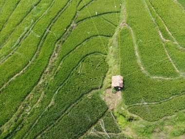 Semarang, Central Java köyündeki tarımsal pirinç tarlalarının panoraması. Teraslı pirinç tarlaları gibi. Bali Endonezya.