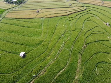 Semarang, Central Java köyündeki tarımsal pirinç tarlalarının panoraması. Teraslı pirinç tarlaları gibi. Bali Endonezya.