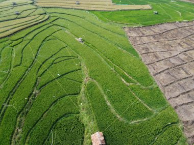 Semarang, Central Java köyündeki tarımsal pirinç tarlalarının panoraması. Teraslı pirinç tarlaları gibi. Bali Endonezya.