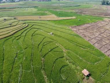Semarang, Central Java köyündeki tarımsal pirinç tarlalarının panoraması. Teraslı pirinç tarlaları gibi. Bali Endonezya.