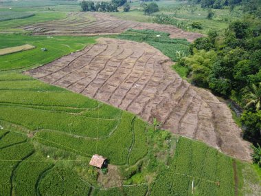 Semarang, Central Java köyündeki tarımsal pirinç tarlalarının panoraması. Teraslı pirinç tarlaları gibi. Bali Endonezya.