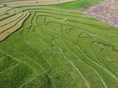 Semarang, Central Java köyündeki tarımsal pirinç tarlalarının panoraması. Teraslı pirinç tarlaları gibi. Bali Endonezya.