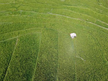 Semarang, Central Java köyündeki tarımsal pirinç tarlalarının panoraması. Teraslı pirinç tarlaları gibi. Bali Endonezya.