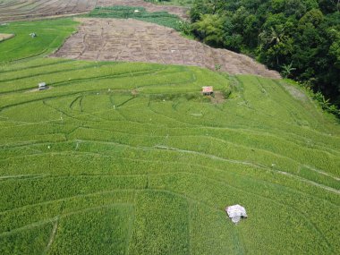Semarang, Central Java köyündeki tarımsal pirinç tarlalarının panoraması. Teraslı pirinç tarlaları gibi. Bali Endonezya.