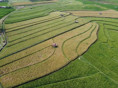 Semarang, Central Java köyündeki tarımsal pirinç tarlalarının panoraması. Teraslı pirinç tarlaları gibi. Bali Endonezya.