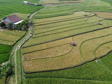 Semarang, Central Java köyündeki tarımsal pirinç tarlalarının panoraması. Teraslı pirinç tarlaları gibi. Bali Endonezya.