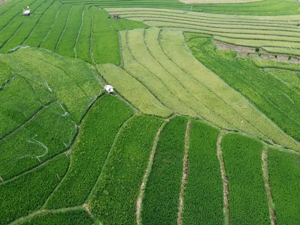 Semarang, Central Java köyündeki tarımsal pirinç tarlalarının panoraması. Teraslı pirinç tarlaları gibi. Bali Endonezya.