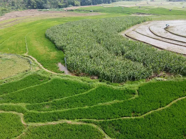 Semarang, Central Java köyündeki tarımsal pirinç tarlalarının panoraması. Teraslı pirinç tarlaları gibi. Bali Endonezya.