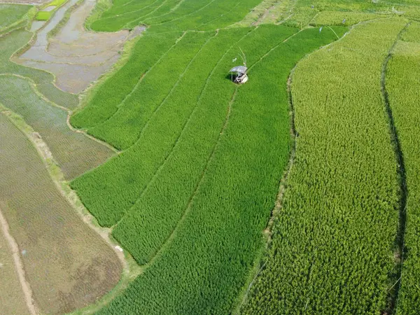 Semarang, Central Java köyündeki tarımsal pirinç tarlalarının panoraması. Teraslı pirinç tarlaları gibi. Bali Endonezya.