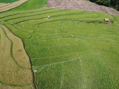 Semarang, Central Java köyündeki tarımsal pirinç tarlalarının panoraması. Teraslı pirinç tarlaları gibi. Bali Endonezya.