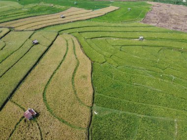 Semarang, Central Java köyündeki tarımsal pirinç tarlalarının panoraması. Teraslı pirinç tarlaları gibi. Bali Endonezya.