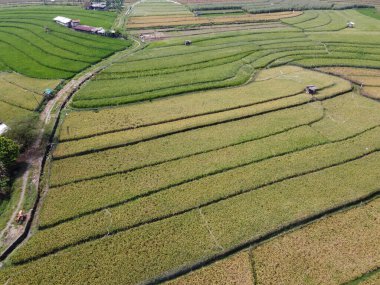 Semarang, Central Java köyündeki tarımsal pirinç tarlalarının panoraması. Teraslı pirinç tarlaları gibi. Bali Endonezya.